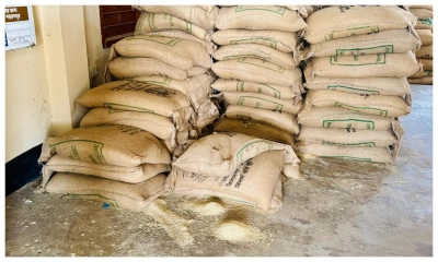 খাদ্যনিয়ন্ত্রকের অবহেলায় গরিবের কপালে পোকা ধরা চাল। ছবি- রূপালী বাংলাদেশ