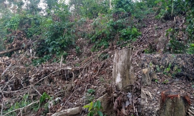 চন্দনাইশের বরগুনি বিটে এভাবে কাটা হচ্ছে মূল্যবান গাছ। ছবি- রূপালী বাংলাদেশ