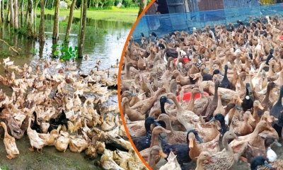 বর্ষার পানিতে ভাসমান হাঁস পালন পদ্ধতি