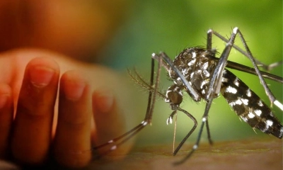 ডেঙ্গুতে ২ জনের মৃত্যু, হাসপাতালে ভর্তি ৩৬৪