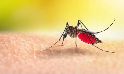 ডেঙ্গুতে আরও ৫ মৃত্যু, হাসপাতালে ৯৫৩ 