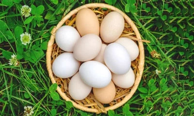 বিশ্ব ডিম দিবস আজ, যেভাবে এলো দিনটি
