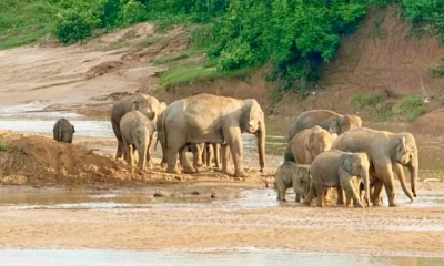 আজ বিশ্ব হাতি দিবস