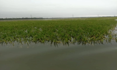 পানিতে ভাসছে আমনখেত