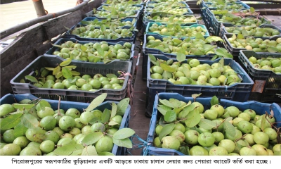 ব্যবসায়ী ও পর্যটকে মুখর  কুড়িয়ানার পেয়ারা এলাকা