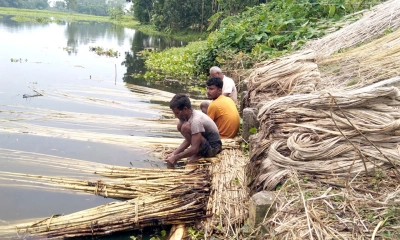 ফুলবাড়ীতে পাটের আশানুরূপ দাম পেয়ে খুশি পাটচাষিরা, আগ্রহ বাড়ছে অন্যদেরও। ছবি- রূপালী বাংলাদেশে