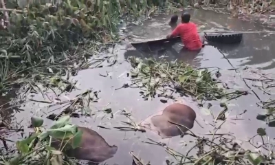 গোপালগঞ্জে গরুবাহী ট্রাক খালে, ৪ গরুর মৃত্যু