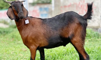 কোরবানির পশু দিয়ে কি আকিকা দেওয়া যাবে?