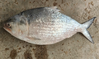 এক ইলিশ বিক্রি ছয় হাজার টাকা