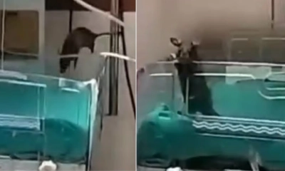 হাসপাতালে ইঁদুরের কামড়ে দুই নবজাতকের মৃত্যু