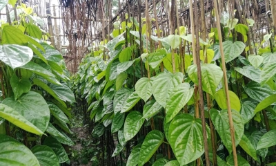 পানের দামে দরপতন লোকসানের শঙ্কায় চাষিরা
