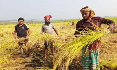 সালথার মাঠে মাঠে আমন ধান কাটার উৎসব