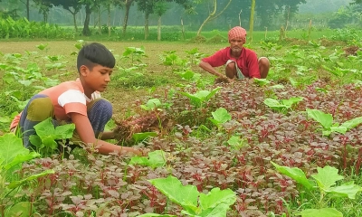 বেগুন খেতে সাথী ফসল চাষে লাভবান কৃষক সুরুজ আলী