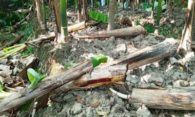 কেটে ফেলা কলা গাছ। ছবি- রূপালী বাংলাদেশ