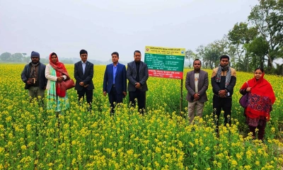 যশোরে সরিষার আবাদ বেড়েছে, বাম্পার ফলনের আশা