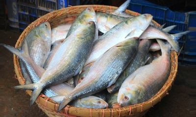 ইলিশ মাছ। ছবি- সংগৃহীত