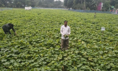 খিরায় স্বপ্ন বুনছেন ব্রাহ্মণবাড়িয়ার ভুট্টু