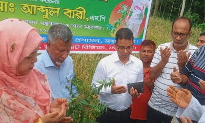 কালাইয়ে বৃক্ষরোপণ কর্মসূচির উদ্বোধন করলেন খাদ্য প্রতিমন্ত্রী আব্দুল বারী
