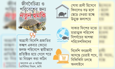 হাতিরঝিলে বিদেশি কচ্ছপের আগ্রাসন
