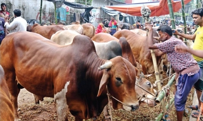 রাজধানীতে এবার কোরবানির পশুর হাট বসবে ২৬টি