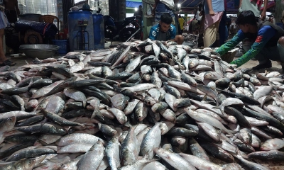ঝাঁকে ঝাঁকে ধরা পরছে ইলিশ