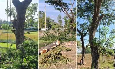ইউএনওর হস্তক্ষেপে বন্ধ হলো সরকারি গাছ কাটা