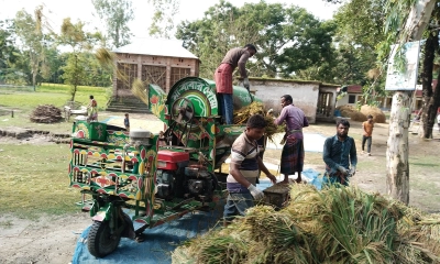 লালমনিরহাটে ধানের ফলনে খুশি চাষিরা, দামে হতাশ