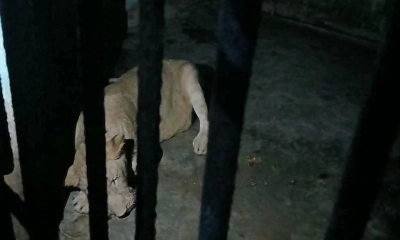 খাঁচায় ফিরল সিংহী ডেইজি