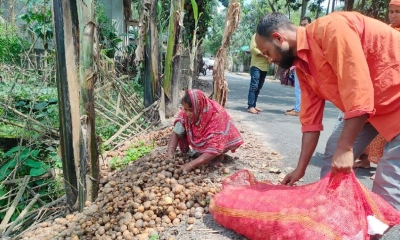 দাম না পেয়ে আলু ফেলে দিচ্ছেন কৃষক, ক্ষতির পরিমাণ হাজার কোটি টাকা