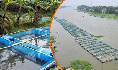 নদীতে খাঁচায় মাছ চাষের পদ্ধতি