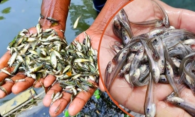 মাছের পোনা সংরক্ষণের সঠিক পদ্ধতি