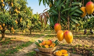 পাকা আম কতটুকু পরিমাণে খাওয়া নিরাপদ?