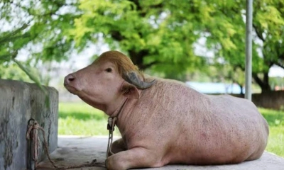 নতুন ঠিকানায় ‘ডোনাল্ড ট্রাম্প’