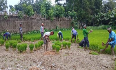 শেরপুরে আমন ধানের চারা রোপণে ব্যস্ত কৃষকেরা