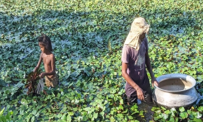 পানিফলে কয়েকগুণ লাভ, চাষে ঝুঁকছেন কৃষক