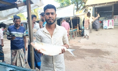 পায়রা নদীতে ধরা পড়া আড়াই কেজি ওজনের ইলিশটি। ছবি- রূপালী বাংলাদেশ