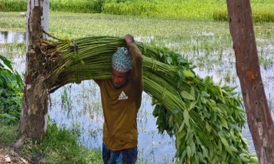 লালমনিরহাটে পাটের চড়া দামেও হাসি নেই কৃষকের মুখে