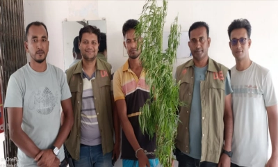 বরগুনায় গাঁজা গাছ জব্দ, মাদক কারবারি আটক