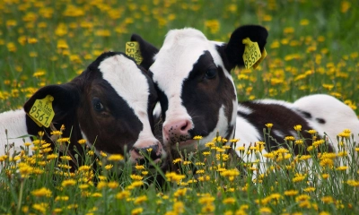 গরুর কি বেস্ট ফ্রেন্ড থাকে?