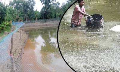মাছ চাষের আগে পুকুর প্রস্তুতি, যেসব বিষয় খেয়াল রাখবেন