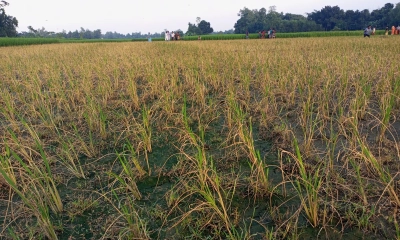 জামালপুরের সরিষাবাড়ীতে আগাছানাশক প্রয়োগ করে কৃষকের পুড়ানো ধানখেত। ছবি- রূপালী বাংলাদেশ