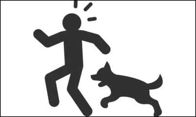 বেওয়ারিশ কুকুরের কামড়ে ঝিনাইদহে আহত ২০