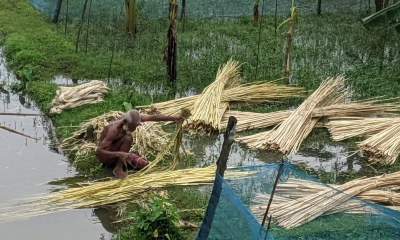 পাটের বাম্পার ফলন ও ন্যায্য দামে খুশি কৃষক