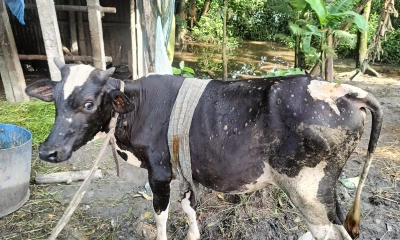 লাম্পি স্কিন রোগে আক্রান্ত গরু। ছবি- রূপালী বাংলাদেশ