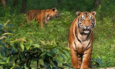 সুন্দরবনে বাঘ বাড়লেও, হুমকি দ্বিগুণ, পাচারকারীরা সরব