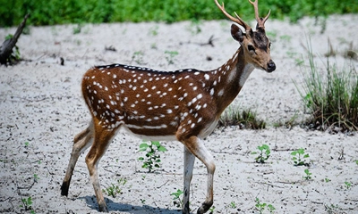 ছবি- সংগৃহীত