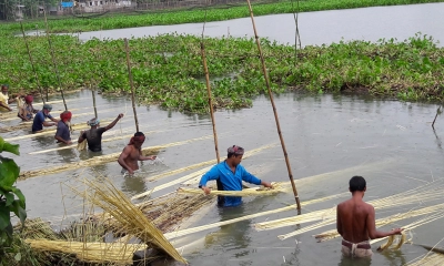 পাবনায় পাট চাষে রেকর্ড উৎপাদন, দামে খুশি কৃষকরা