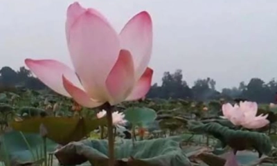 পদ্ম ফুল। ছবি- রূপালী বাংলাদেশ