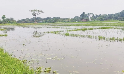 ছবি- সংগৃহীত