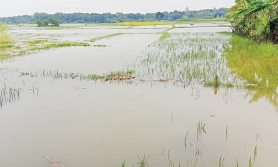 খাল ভরাট করে পার্কিং ও ক্যান্টিন, কৃষকের জমিতে এখন জলাবদ্ধতা। ছবি- সংগৃহীত